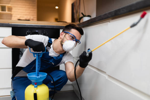 Wasp Removal Services in Mesa, AZ