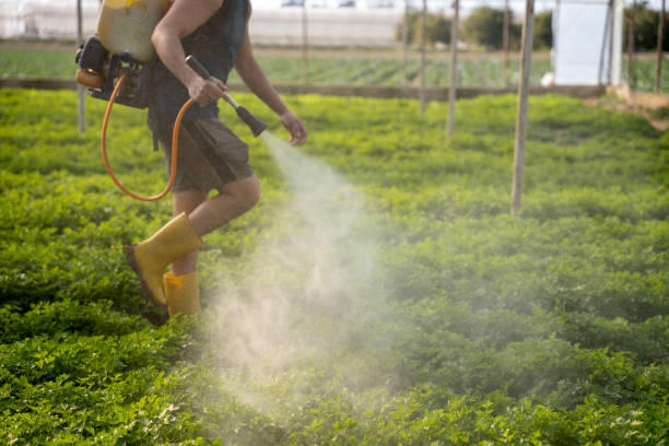 Best Pest Prevention Services  in Mesa, AZ
