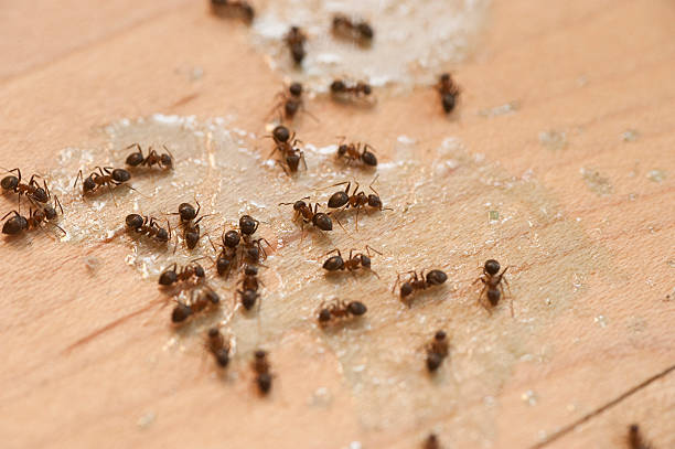 Best Ant Control Services  in Mesa, AZ