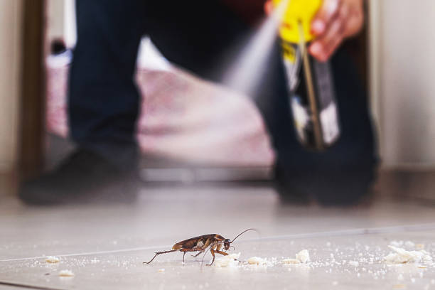 Best Affordable Pest Control Services  in Mesa, AZ